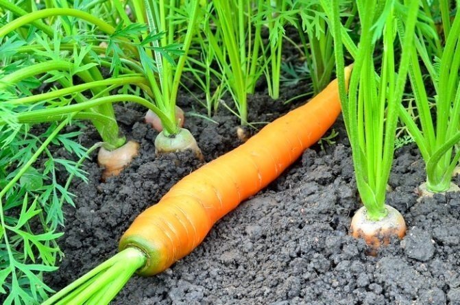 Внешний вид моркови