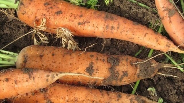 Предшественники для моркови при посадке, после чего нельзя сеять корнеплод, видео