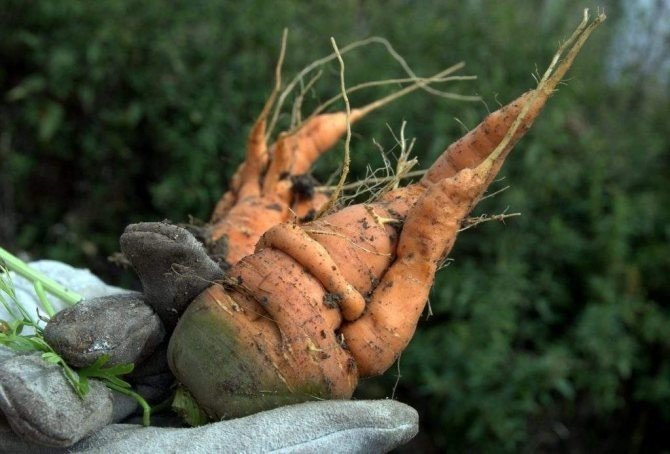 Подкармливать йодным раствором морковь свеклу