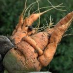 Причины, почему морковь корявая и рогатая и методы выращивания ровных корнеплодов