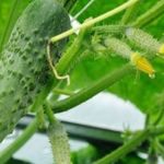 Огурцы Берендей — характеристика и правила выращивания сорта