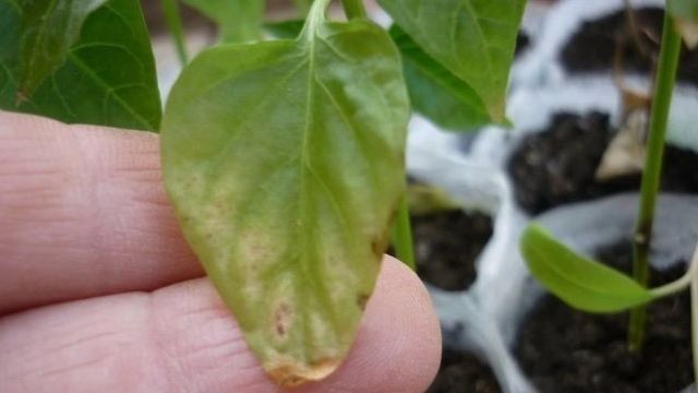 Что делать, если вянут листья перца и как помочь растению