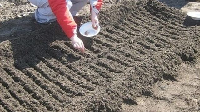 Правила посадки и выращивания редиса: полезные советы и рекомендации специалистов