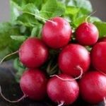Редис гибридный «Сора f1»: описание и некоторые особенности выращивания