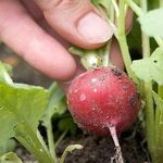 Советы бывалого огородника: можно ли сажать редис в июне и июле?