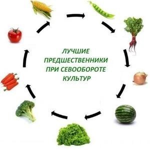 Севооборот овощей на грядках таблица совместимости