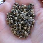«Семена свеклы: лучшие сорта для открытого грунта на Урале и в Подмосковье»
