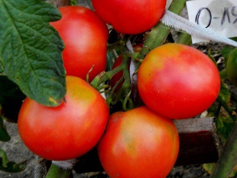Сорт томатов оля f1. Помидоры сорт Оля f1. Томат Оля f1. Томат Оля f1 высота растения.