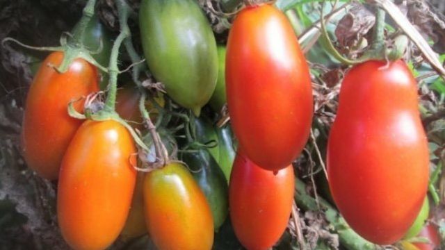 Бесподобный томат «Андромеда» F1: характеристики и описание сорта помидор, фото, особенности выращивания