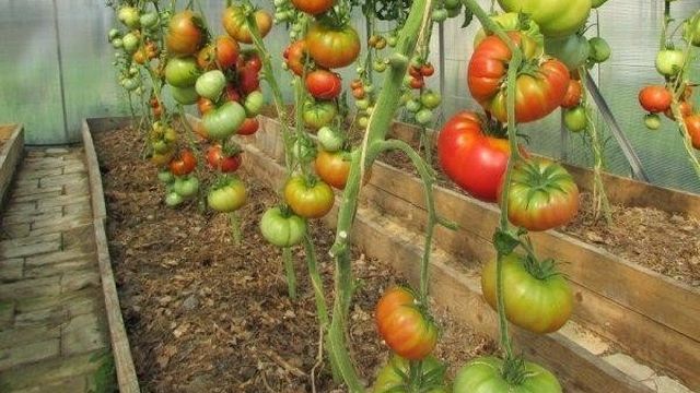 Томат "Дикая Роза": характеристика и описание сорта, рекомендации по выращиванию помидоров Русский фермер