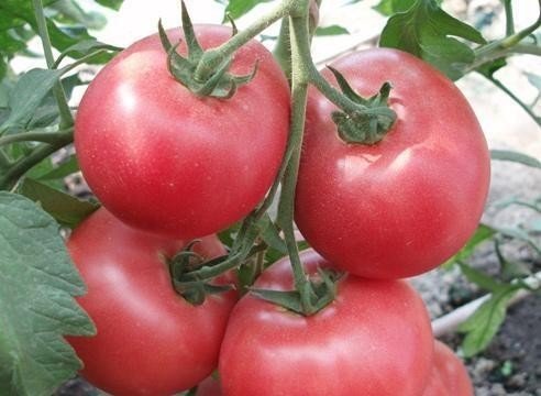 Сорта томатов пинк парадайз
