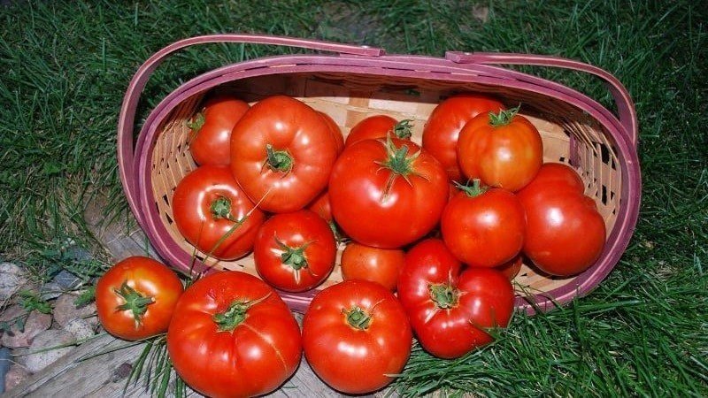 Голландский томат