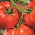 Голландский томат «Биг Биф F1»: что думают о голландском гибриде дачники и советы по выращиванию