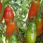 Характеристика и описание томата “Алый Мустанг”