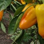 Характеристика и особенности выращивания томата «Бычий глаз»