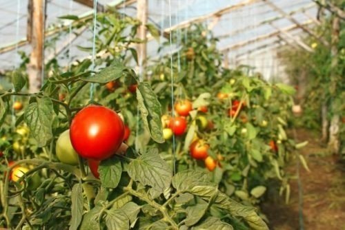 Сорта томатов для теплицы