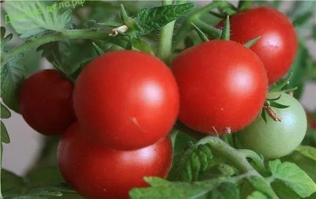 Характеристика томатов сорта Снегирь