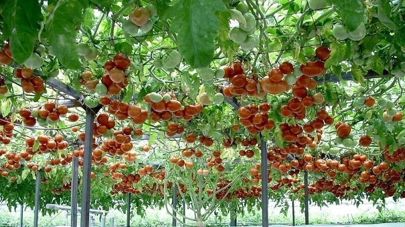Как выращивать томаты сорта Спрут