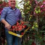 Как вырастить голландские томаты