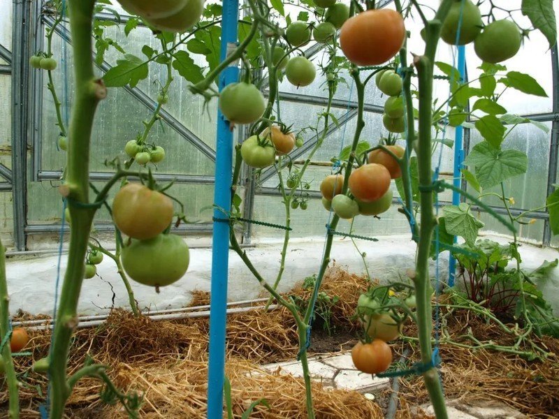 Шпалера для помидор в открытом грунте