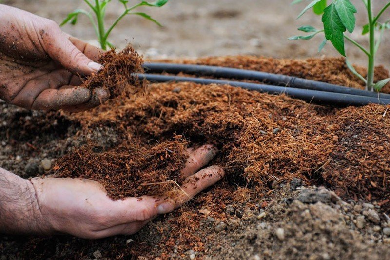 Органические удобрения для почвы