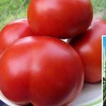 Маленький, но очень урожайный томат «Красная гвардия»