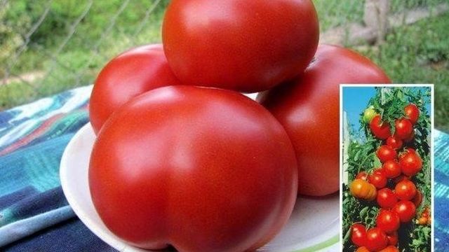 Маленький, но очень урожайный томат «Красная гвардия»