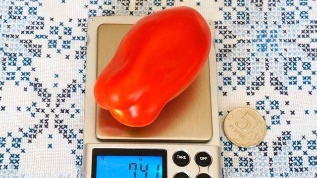 Находка для заготовок — томат Засолочный деликатес