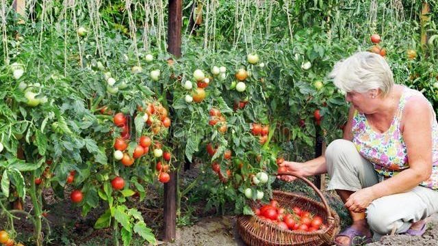 Низкорослые томаты: топ лучших сортов для теплицы и открытого грунта