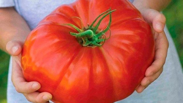 Сладкие крупноплодные томаты