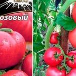 Плюсы и минусы гибридного сорта томата Бугай