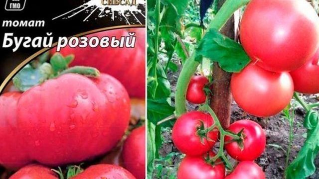 Плюсы и минусы гибридного сорта томата Бугай