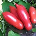 Преимущества томатов Дамские пальчики и советы по выращиванию