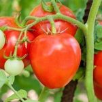Романтическое название томатов «Алый мустанг» берёт от запоминающейся формы