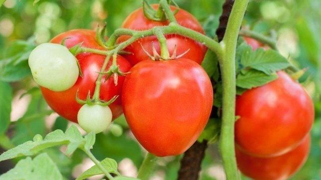 Романтическое название томатов «Алый мустанг» берёт от запоминающейся формы