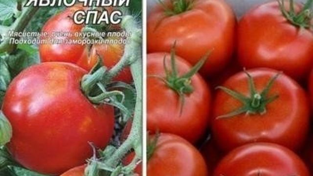 Сорт для каждого земледельца — томат Яблочный Липецкий