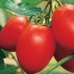 Сорт (гибрид) томата «Паленка F1»: описание, характеристика, посев на рассаду, подкормка, урожайность, фото, видео и самые распространенные болезни томатов