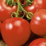 Сорт томата Моя любовь F1: описание и особенности выращивания помидоров с «носиком»