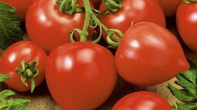 Сорт томата Моя любовь F1: описание и особенности выращивания помидоров с «носиком»