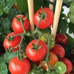 Сорта и особенности выращивания многолетних помидоров