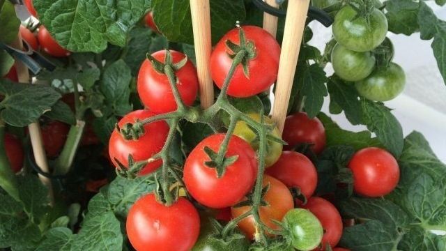 Сорта и особенности выращивания многолетних помидоров