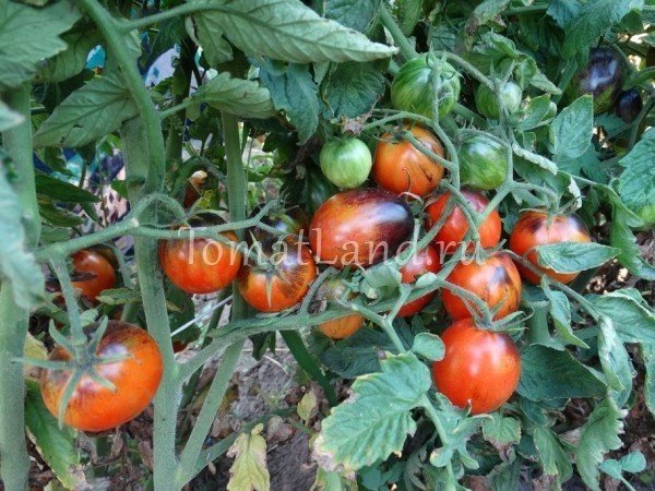 Сорт томата сибирский скороспелый