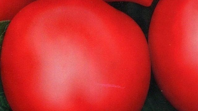 Хали Гали: описание сорта томата, характеристики помидоров, посев