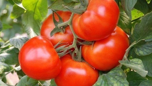Сорта томатов с описанием и характеристиками