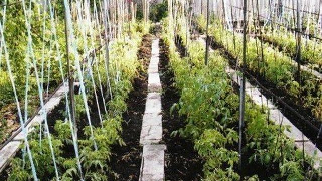 Выращивание высокорослых (индетерминантных) томатов