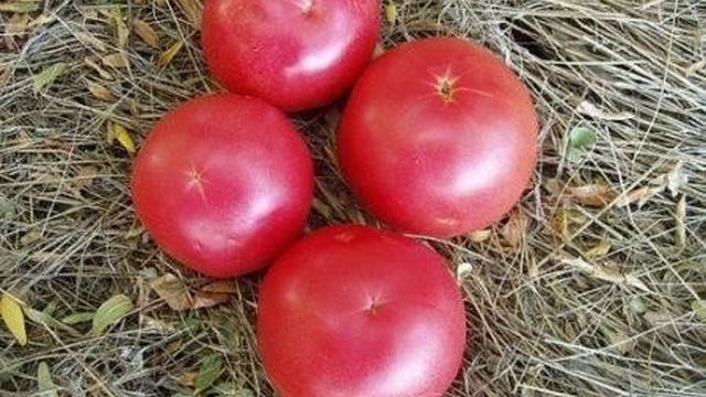 Вкусные томаты «Волгоградский Розовый»: особенности выращивания и описание сорта