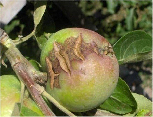 Клещь на плодах яблони