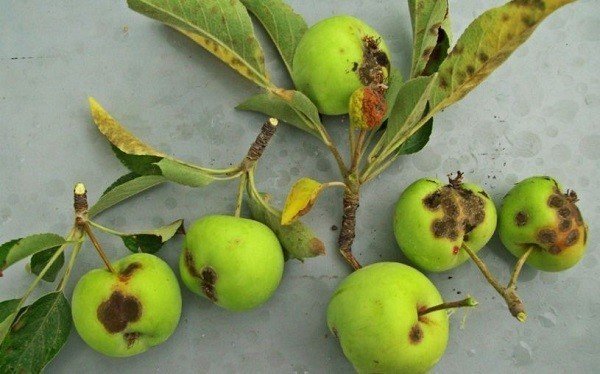Парша яблони и груши