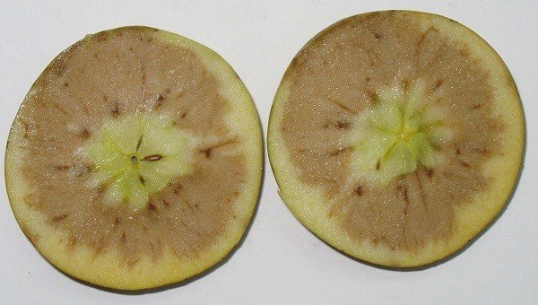 Стекловидность плодов яблони
