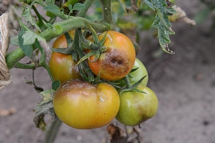 Болезни томатов фитофтороз